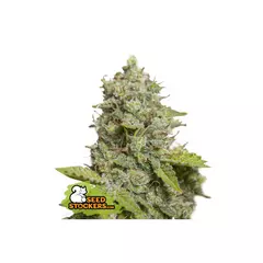 CBD Critical XXL Auto, Фасовка: 5